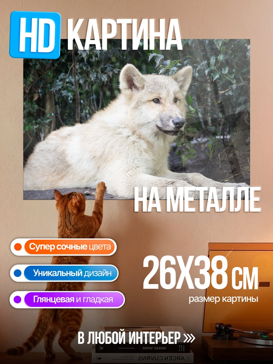 Картина на металле Белый волк