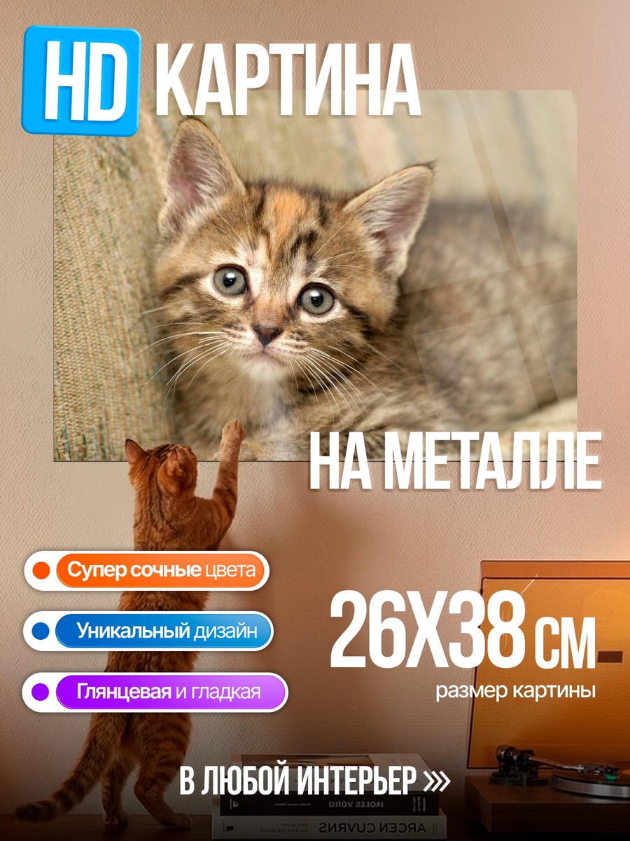 Картина на металле Котёнок на диване