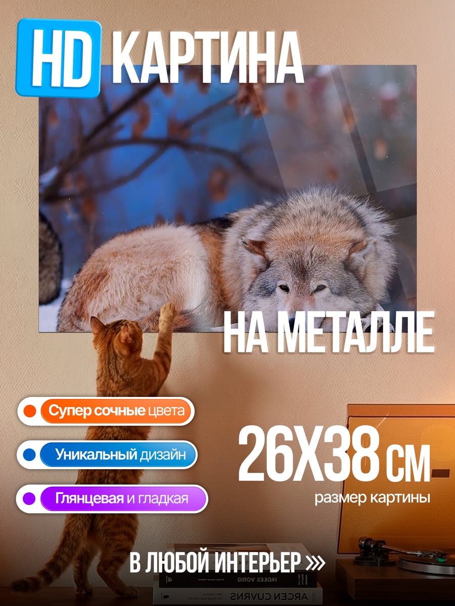Картина на металле Волк лежит на снегу