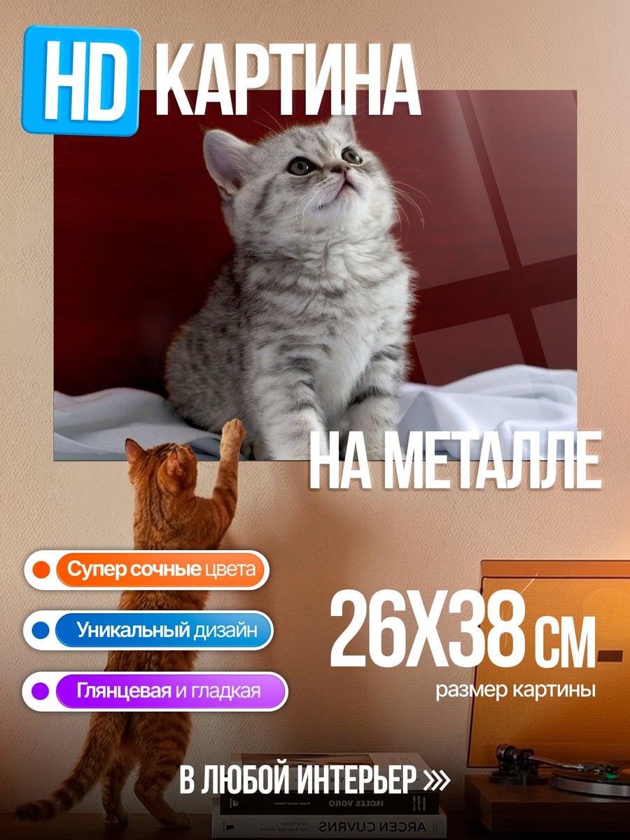Картина на металле Пушистый котенок