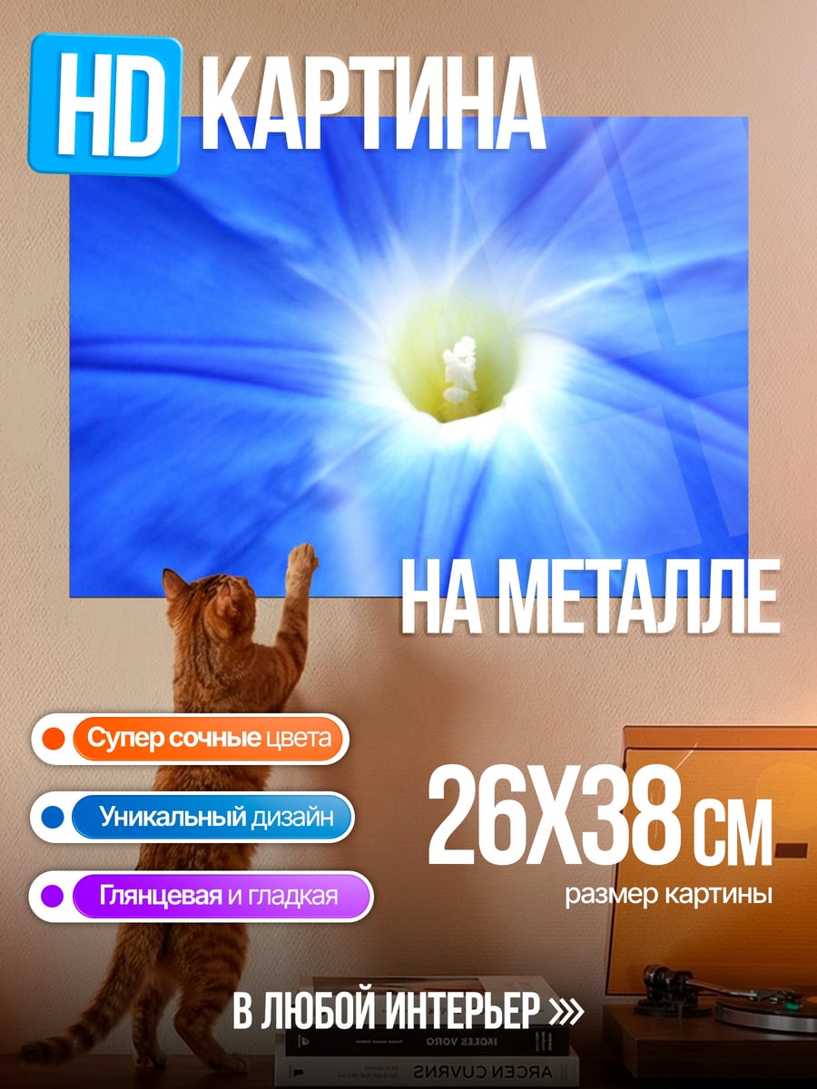 Картина на металле Синий цветок иппомея