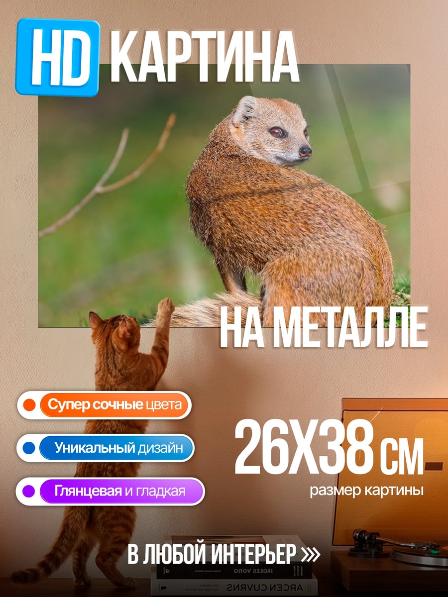 Картина на металле Рыжий мангуст сидит