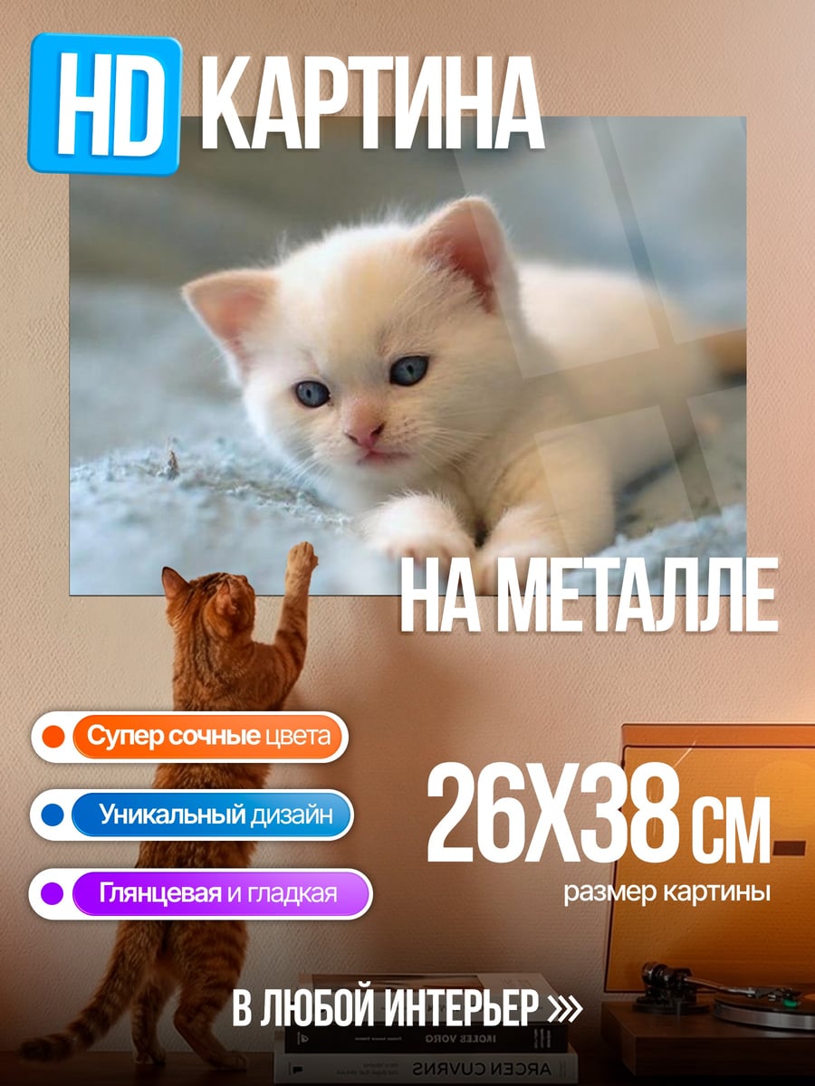 Картина на металле Белый котенок на пледе
