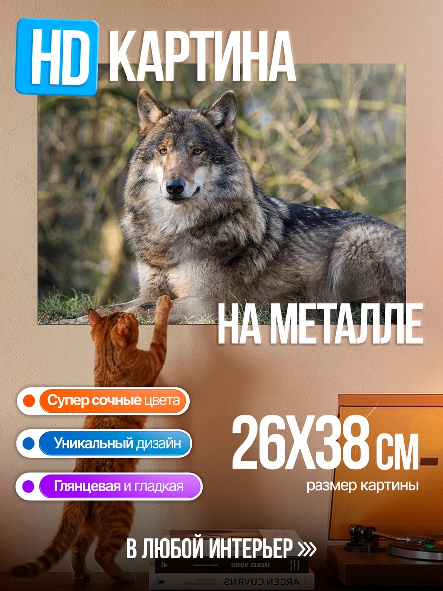 Картина на металле Лежащий волк
