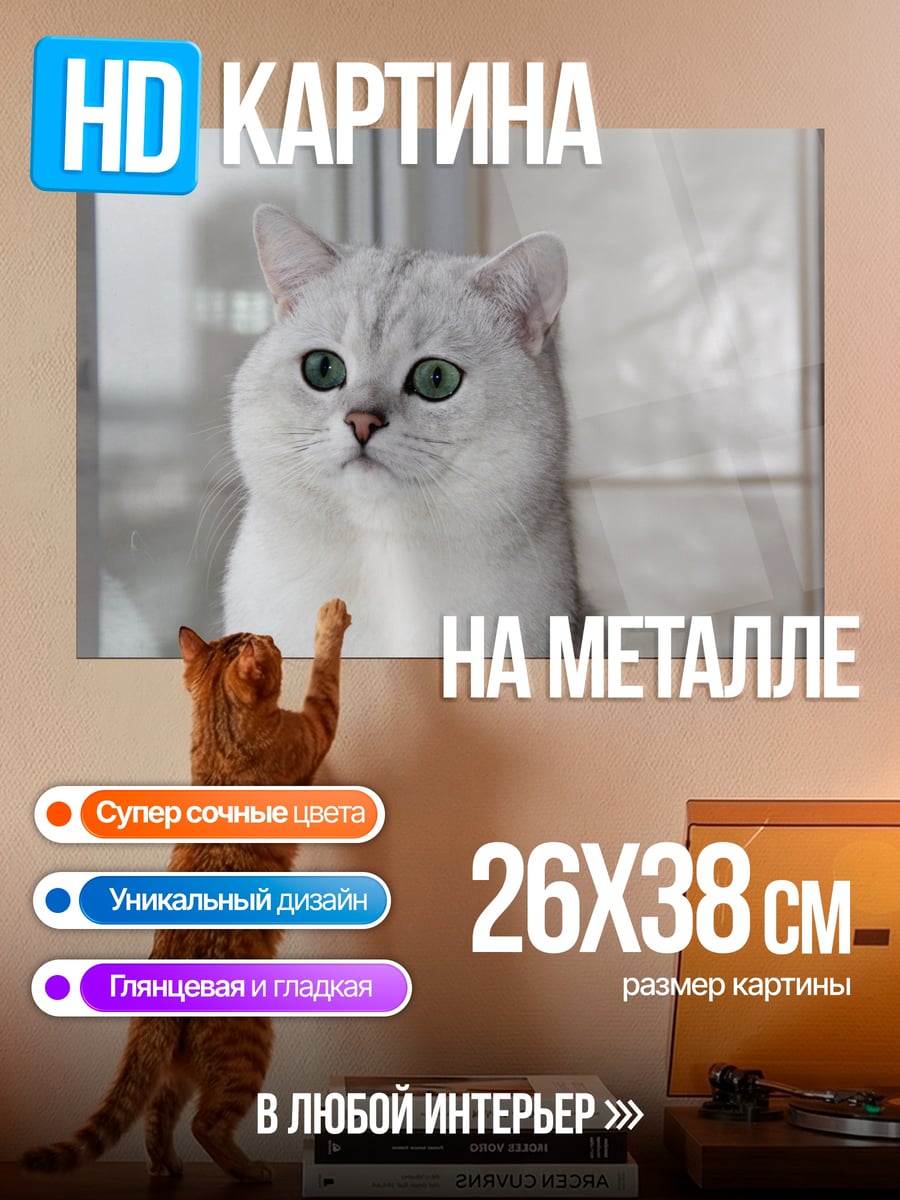 Картина на металле Британский короткошерстный кот