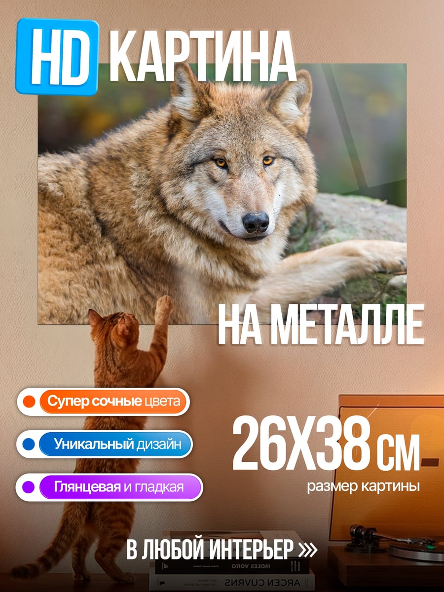 Картина на металле Лежащий волк