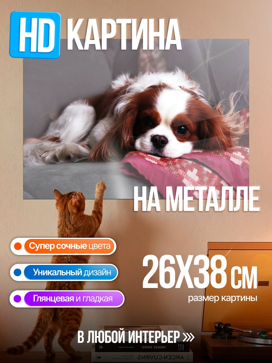 Картина на металле Лежащий кавалер кинг чарльз