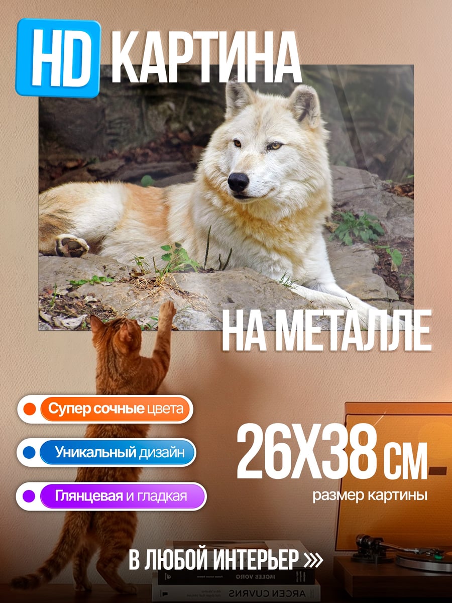 Картина на металле Белый волк лежит