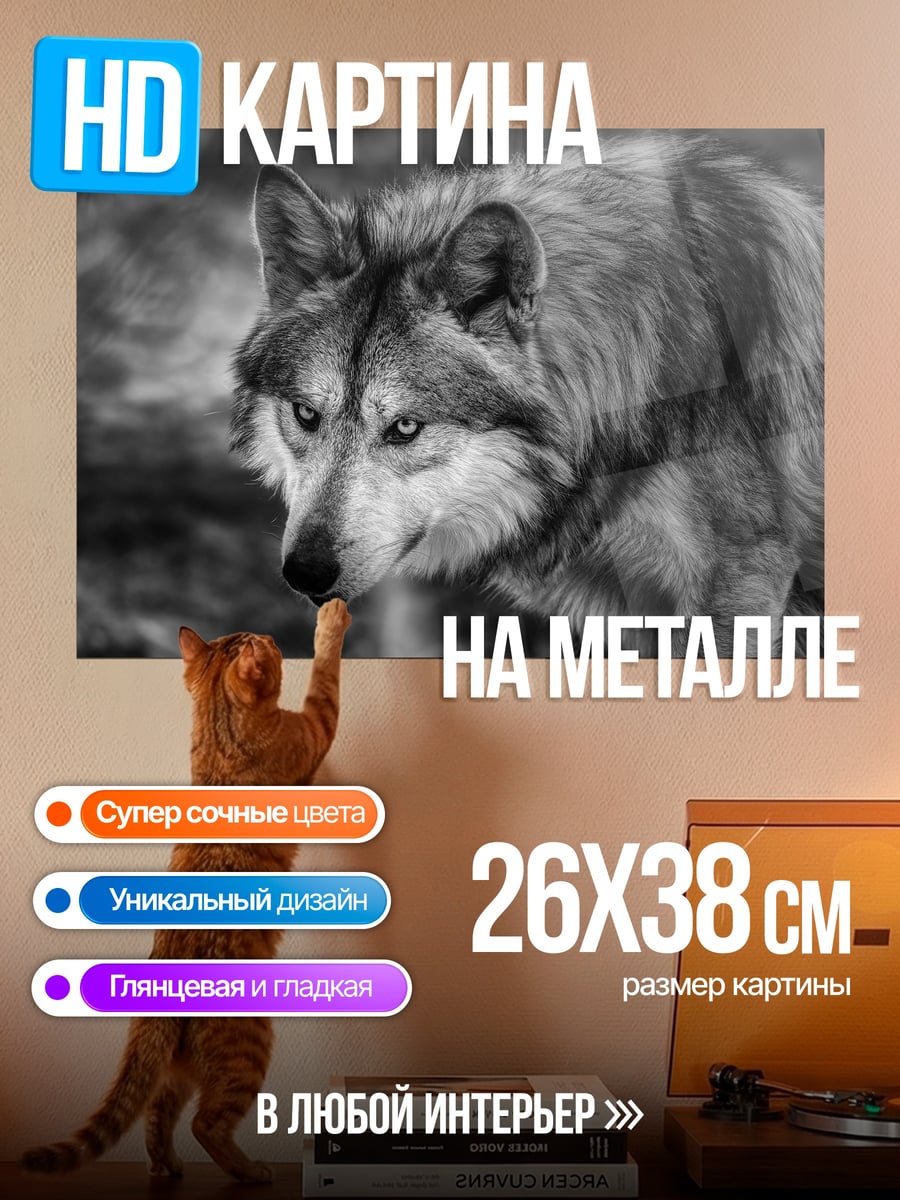 Картина на металле серый волк смотрит