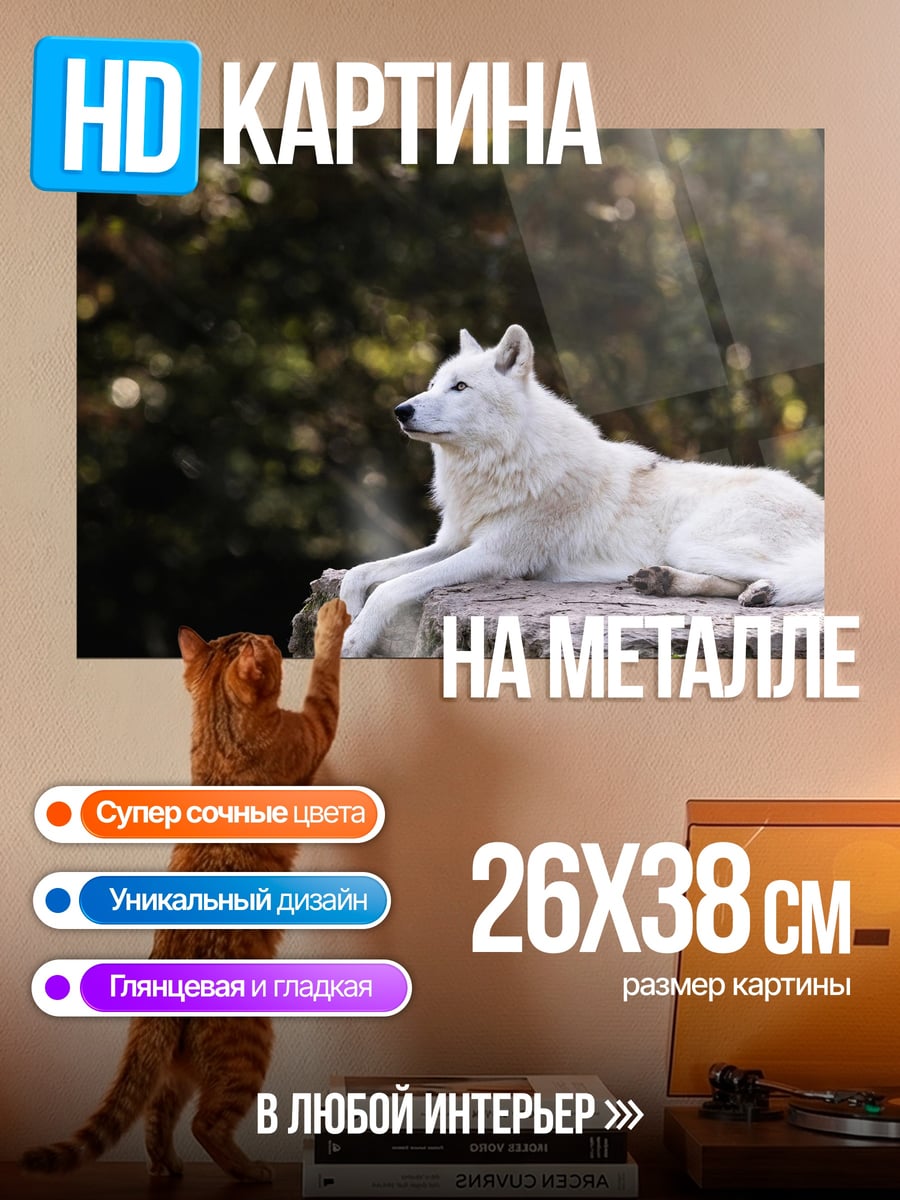 Картина на металле белый волк лежит