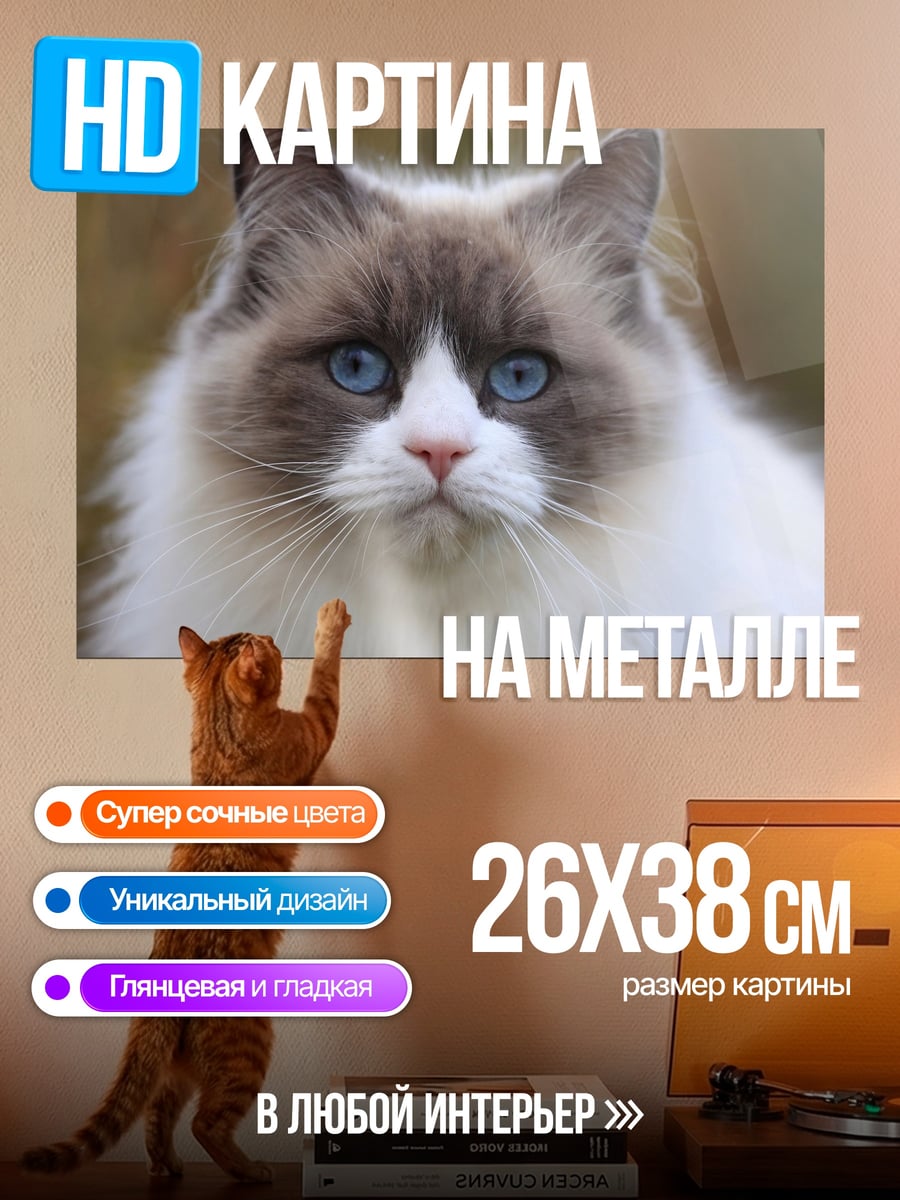 Картина на металле кот породы рэгдолл