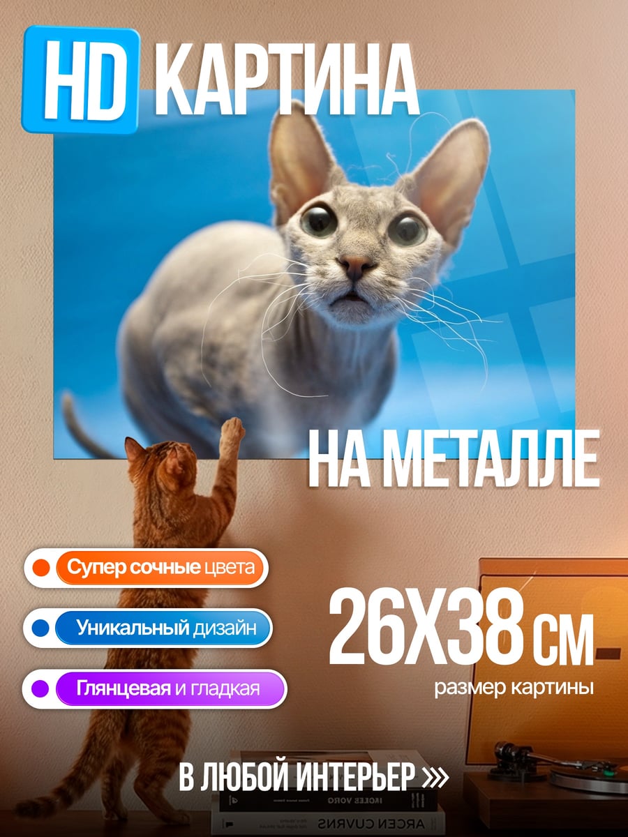 Картина на металле лысый кот с большими ушами