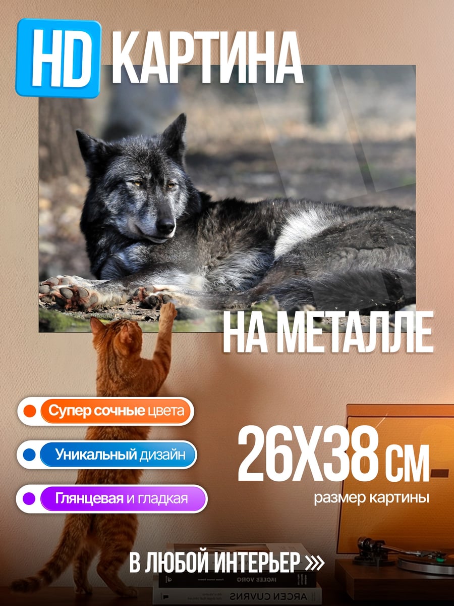 Картина на металле Лежащий волк