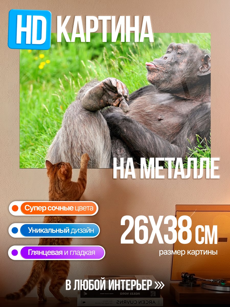 Картина на металле Шимпанзе и бабуин