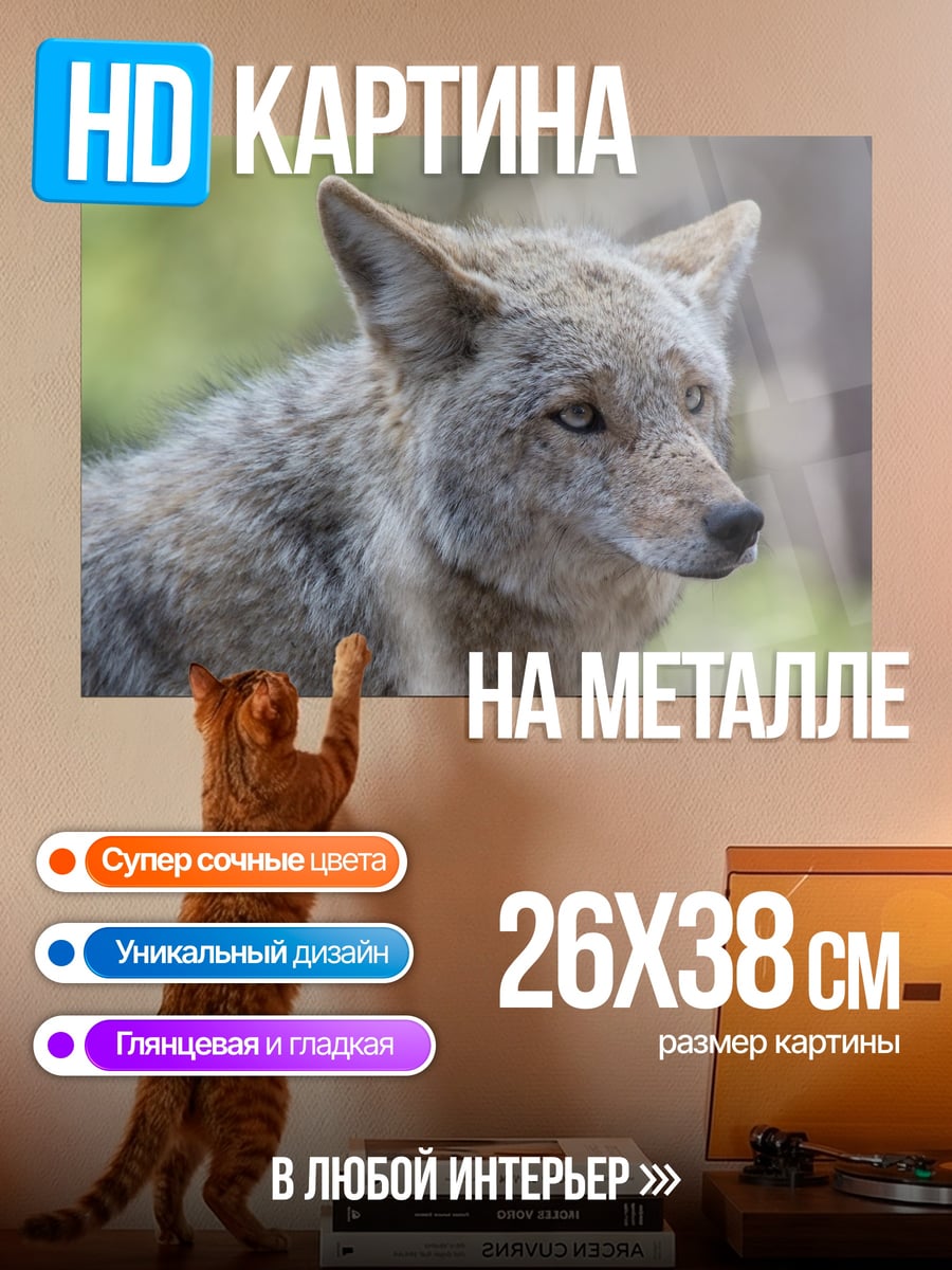 Картина на металле Крупный план койота