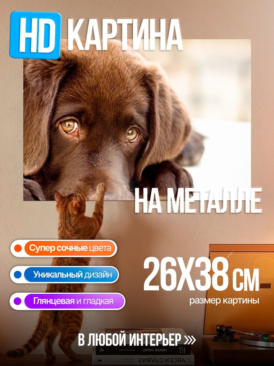 Картина на металле Шоколадный лабрадор