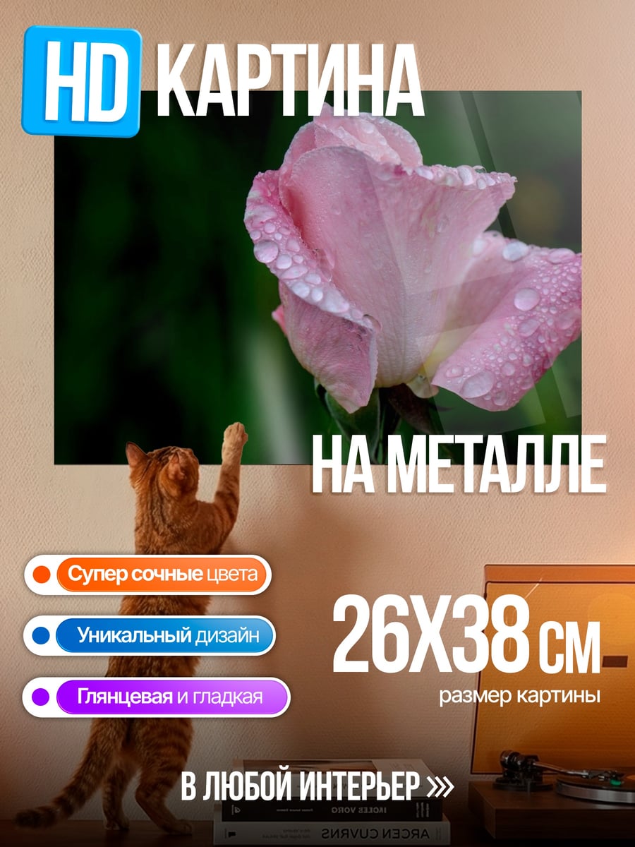 Картина на металле Роса на розе