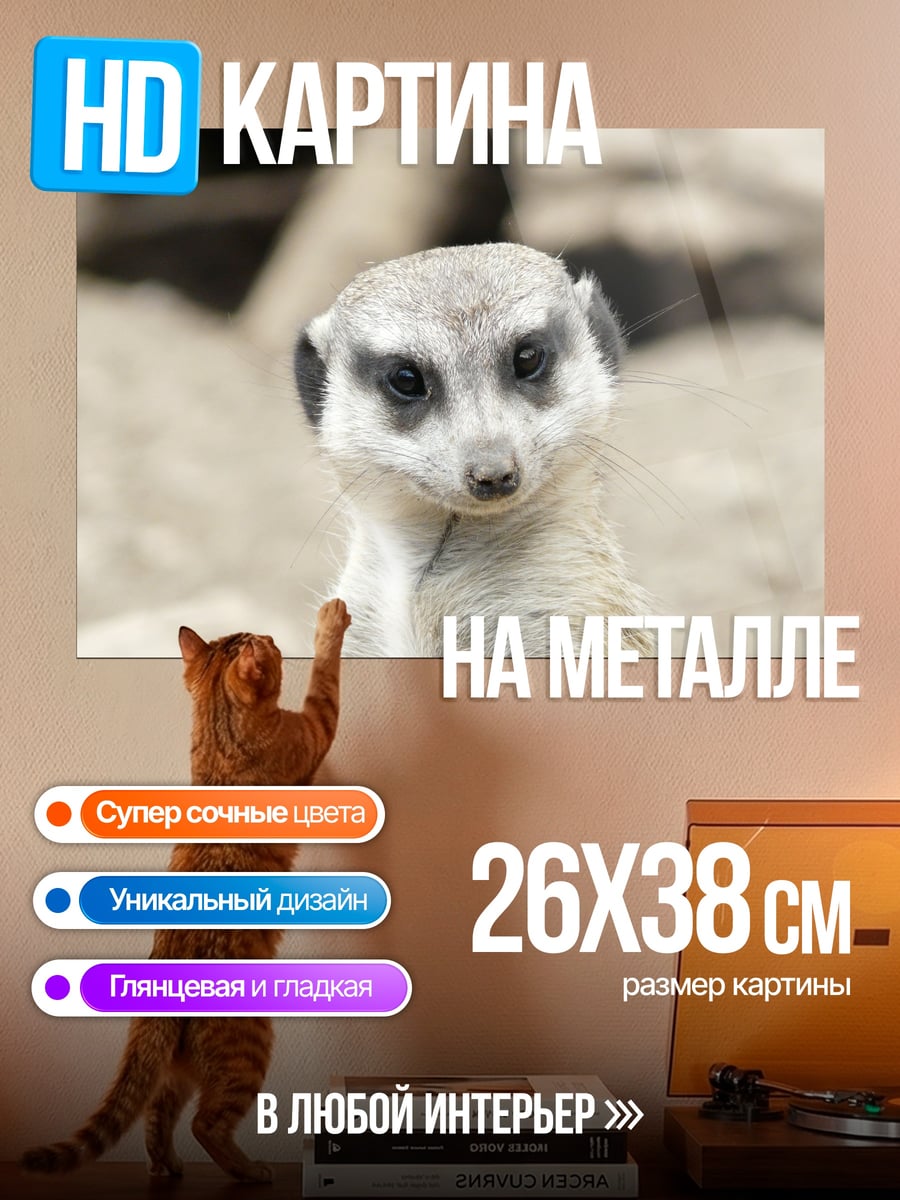 Картина на металле Любопытный сурикат
