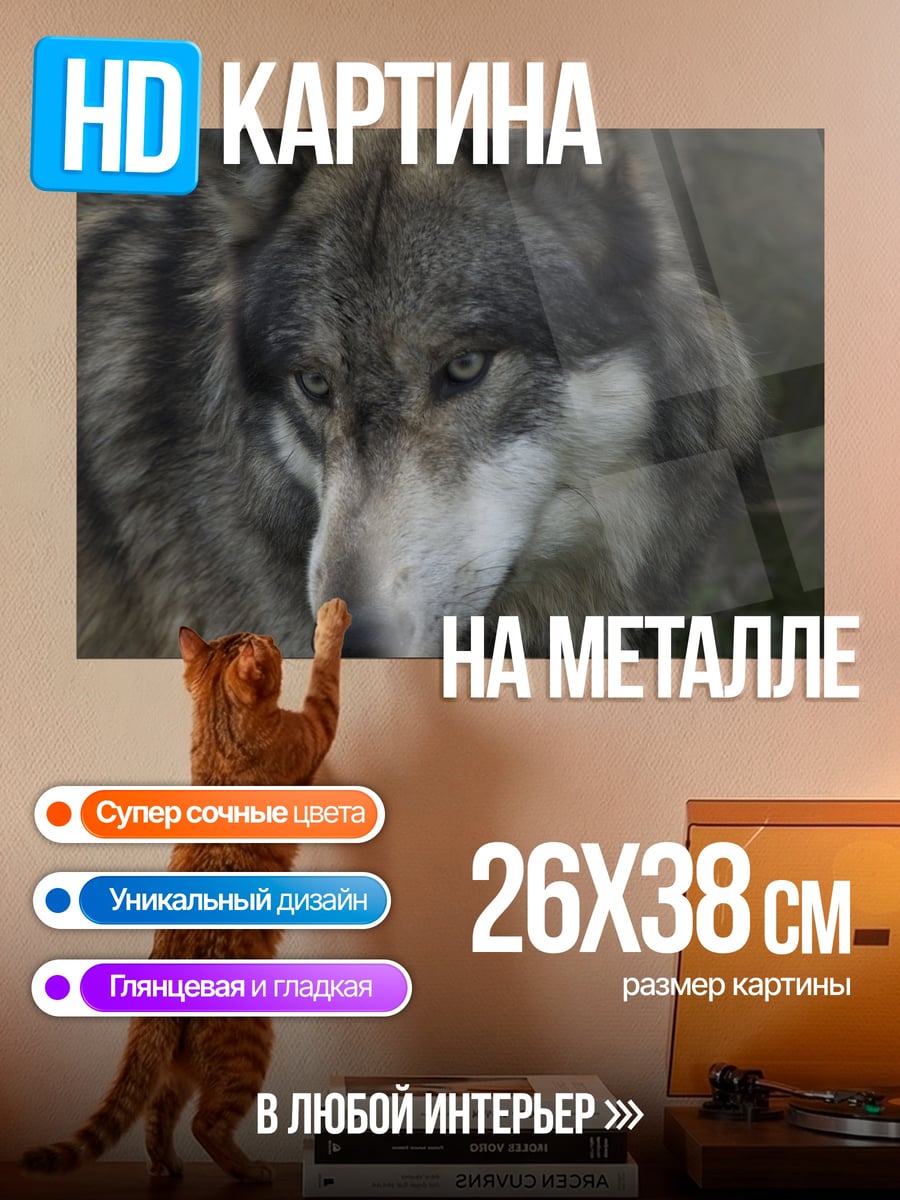 Картина на металле Волк смотрит в камеру