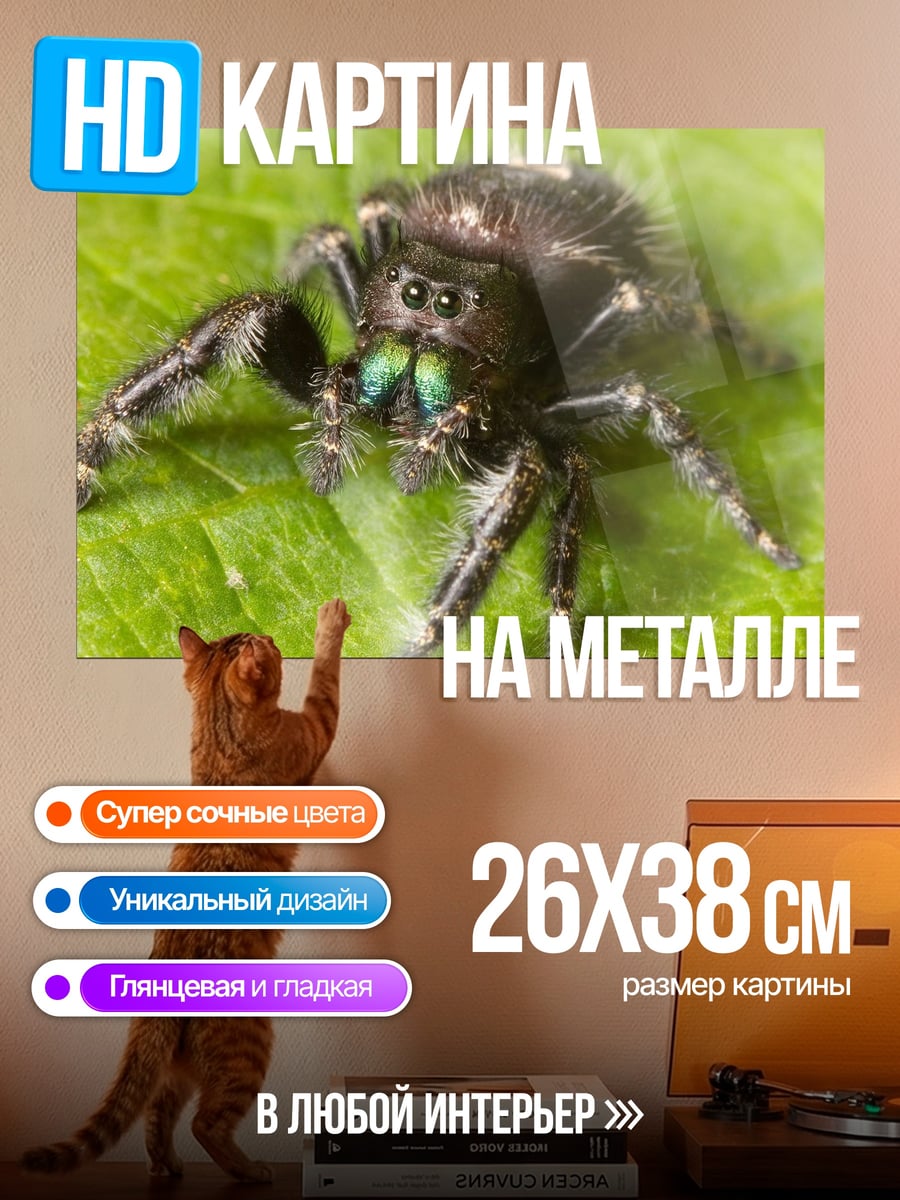 Картина на металле Паук-скакун