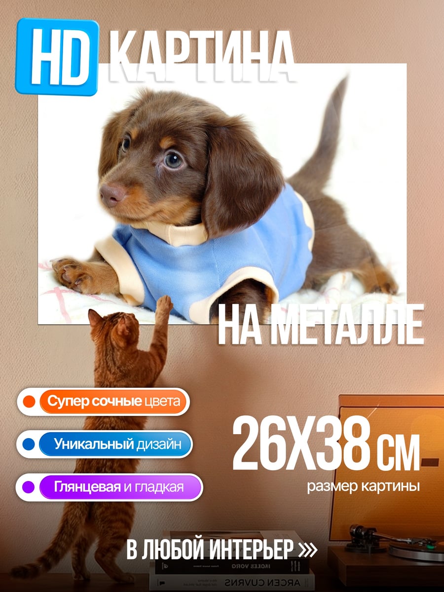 Картина на металле Такса в футболке