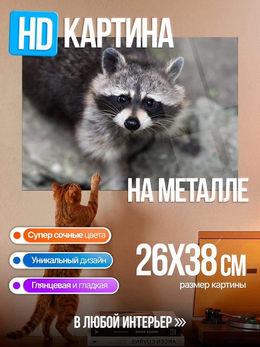 Картина на металле енот смотрит вверх