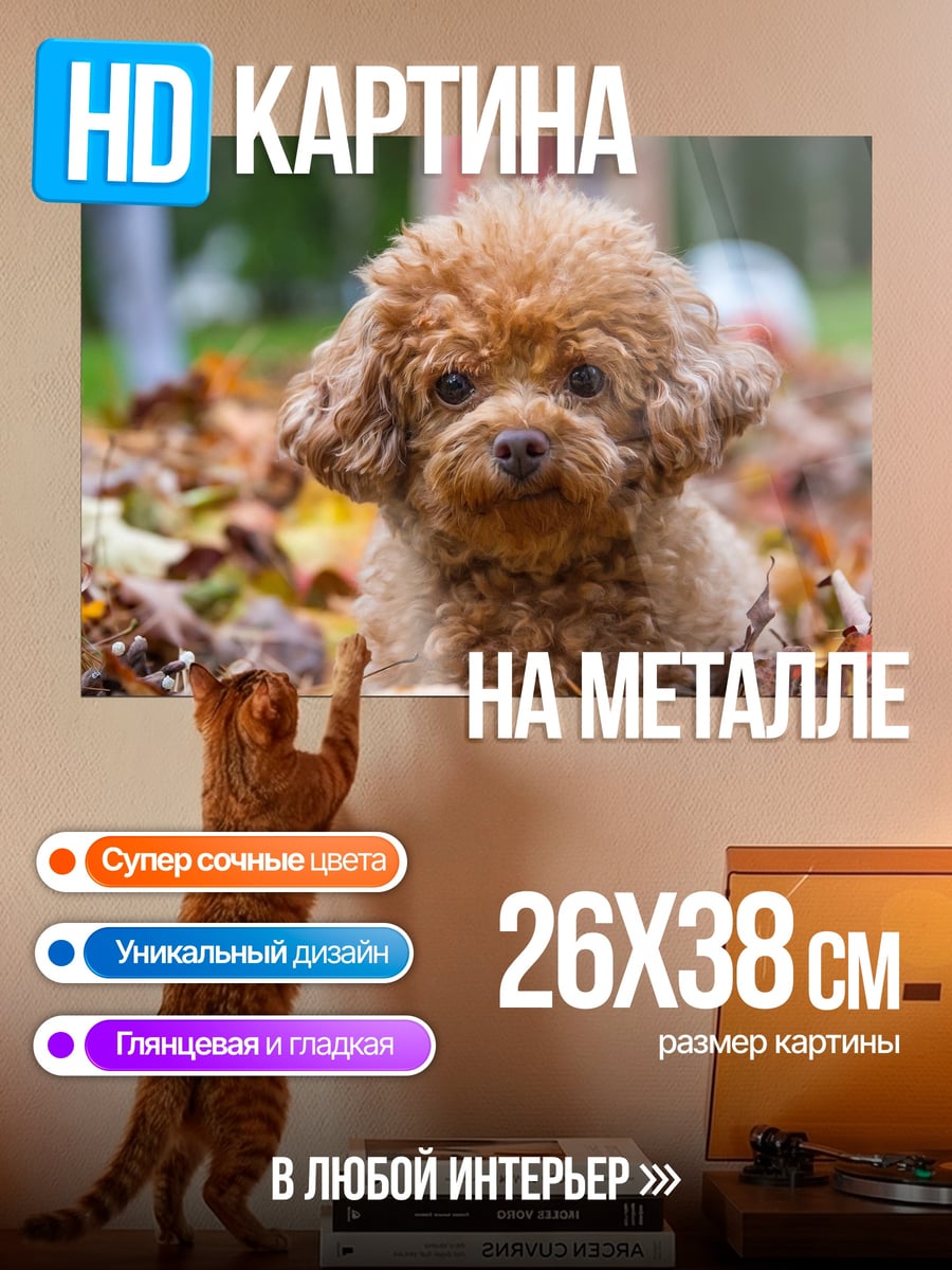 Картина на металле Рыжий пудель осенью