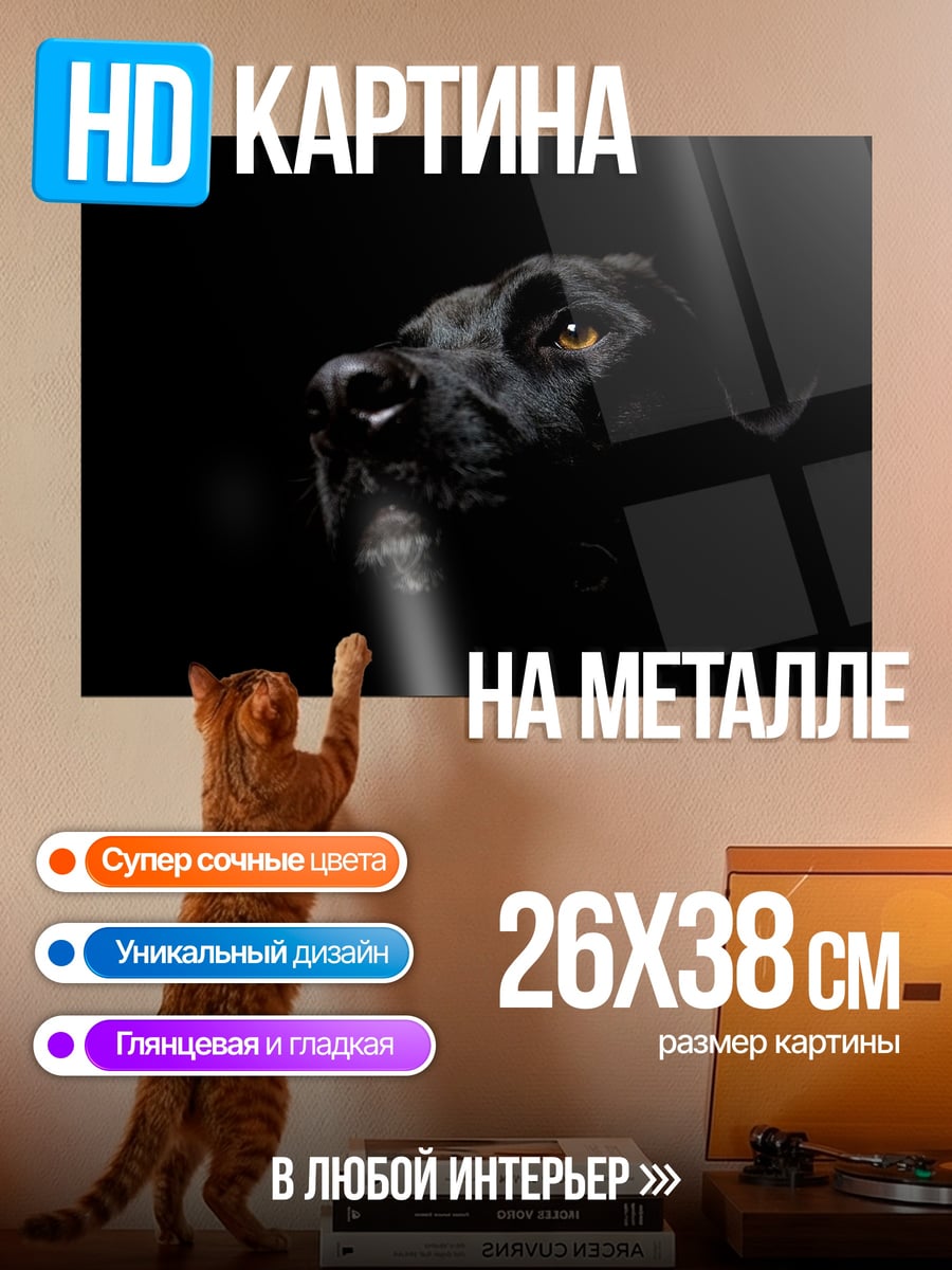 Картина на металле Черный лабрадор в темноте