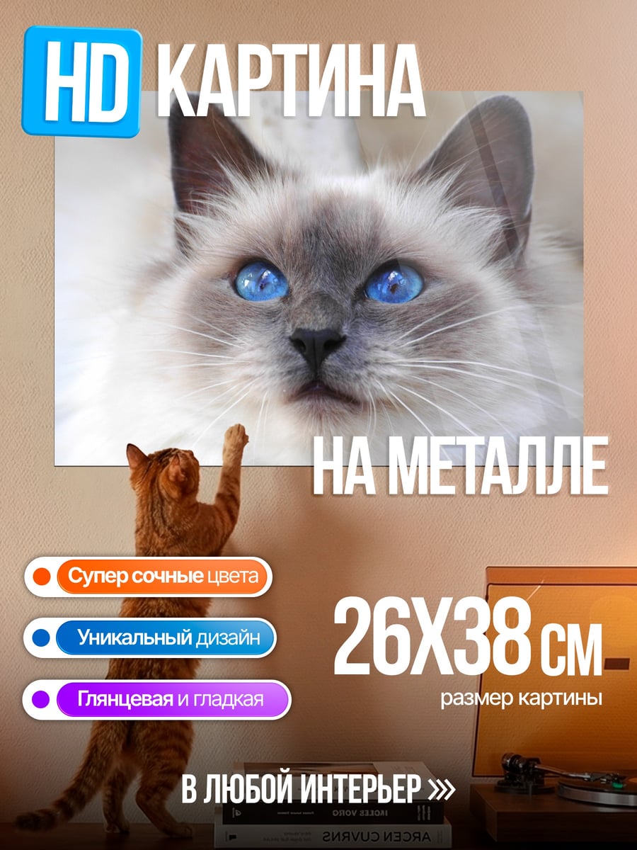 Картина на металле голубоглазая бирманская кошка
