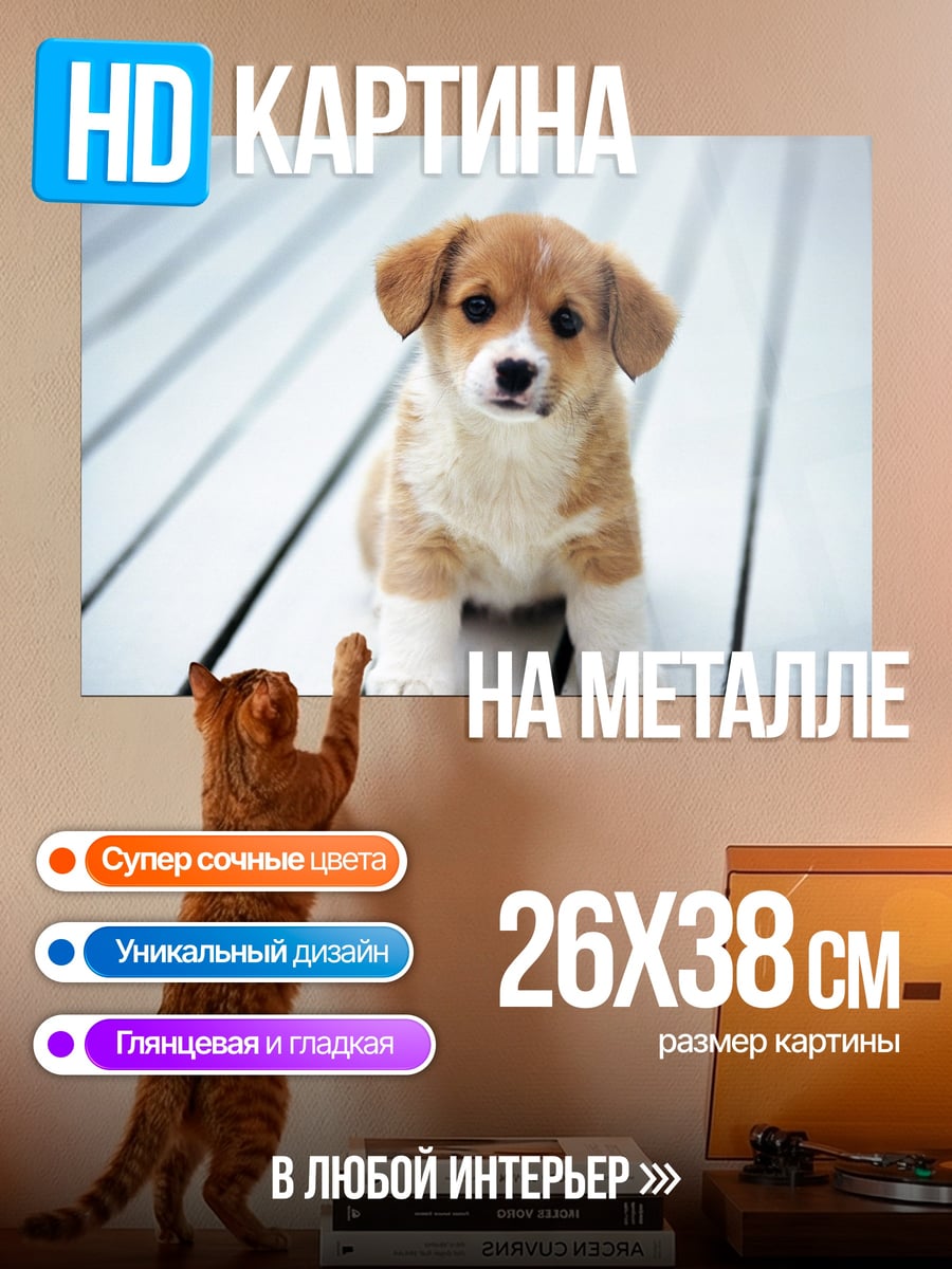 Картина на металле Милый щенок корги