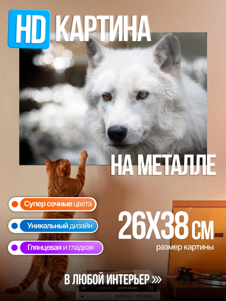 Картина на металле белый волк смотрит
