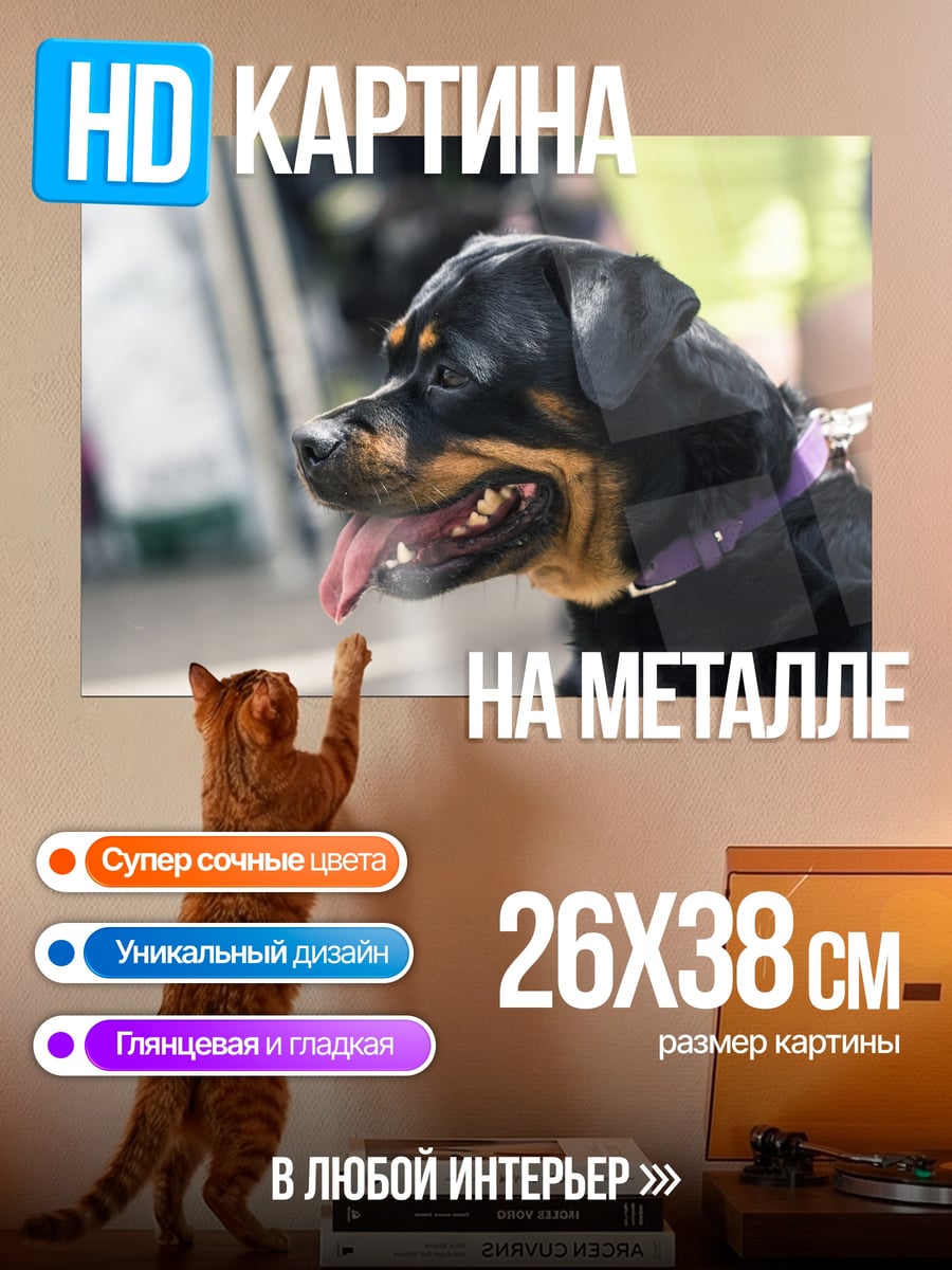 Картина на металле Ротвейлер на поводке