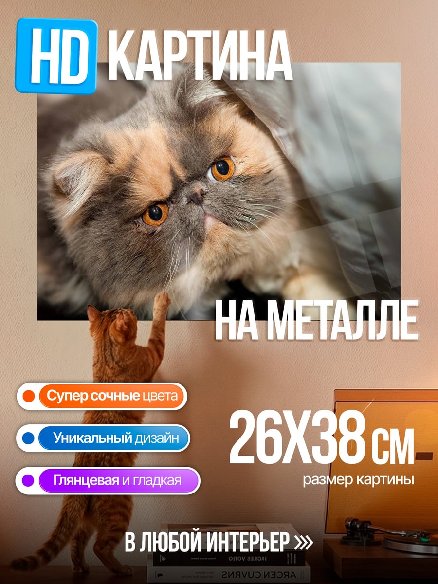 Картина на металле Пушистый кот смотрит
