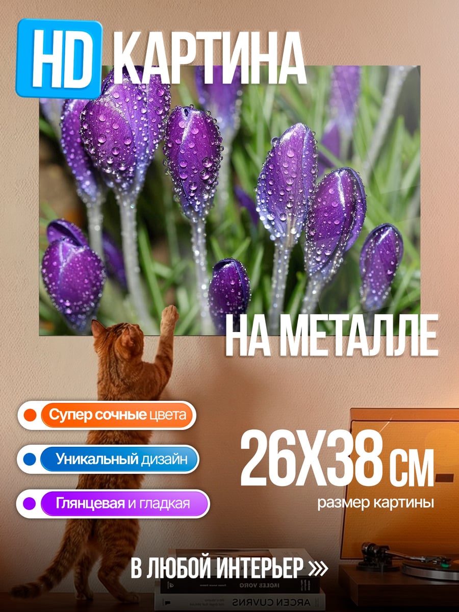 Картина на металле фиолетовые крокусы в росе