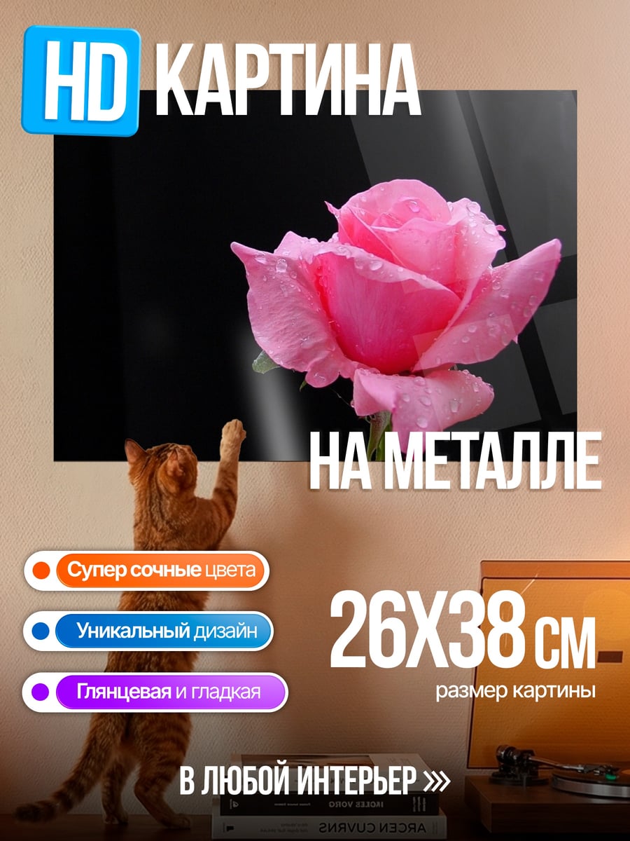 Картина на металле Розовая роза каплях