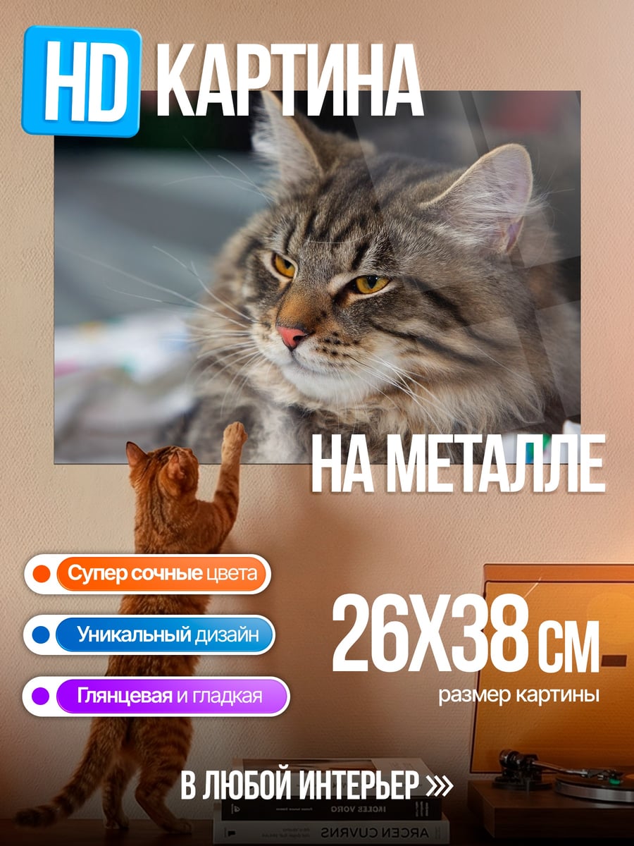 Картина на металле Кот породы мейн-кун