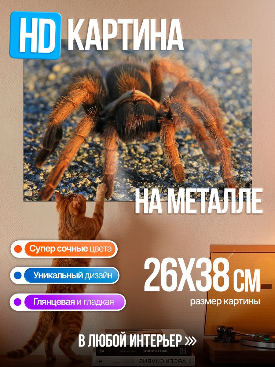 Картина на металле Паук тарантул на земле