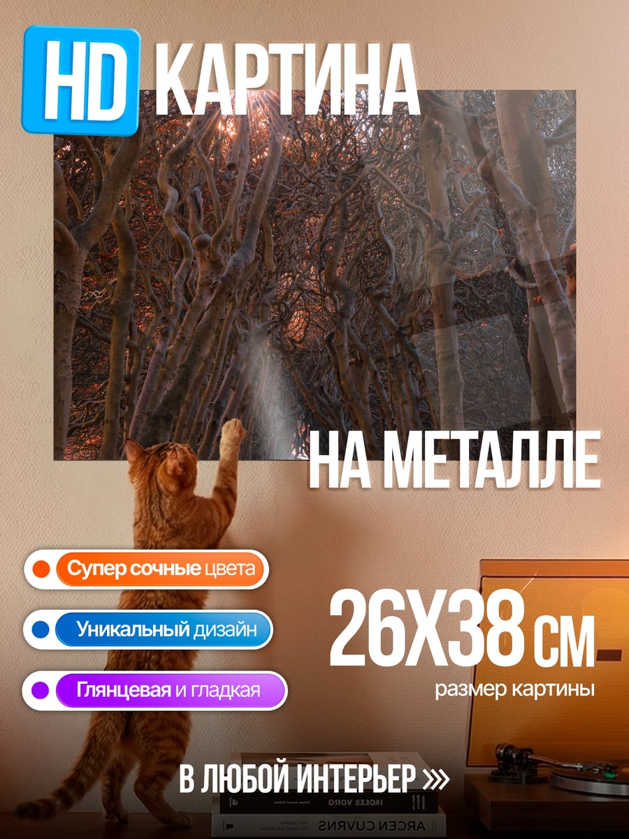 Картина на металле Лесная тропа на закате