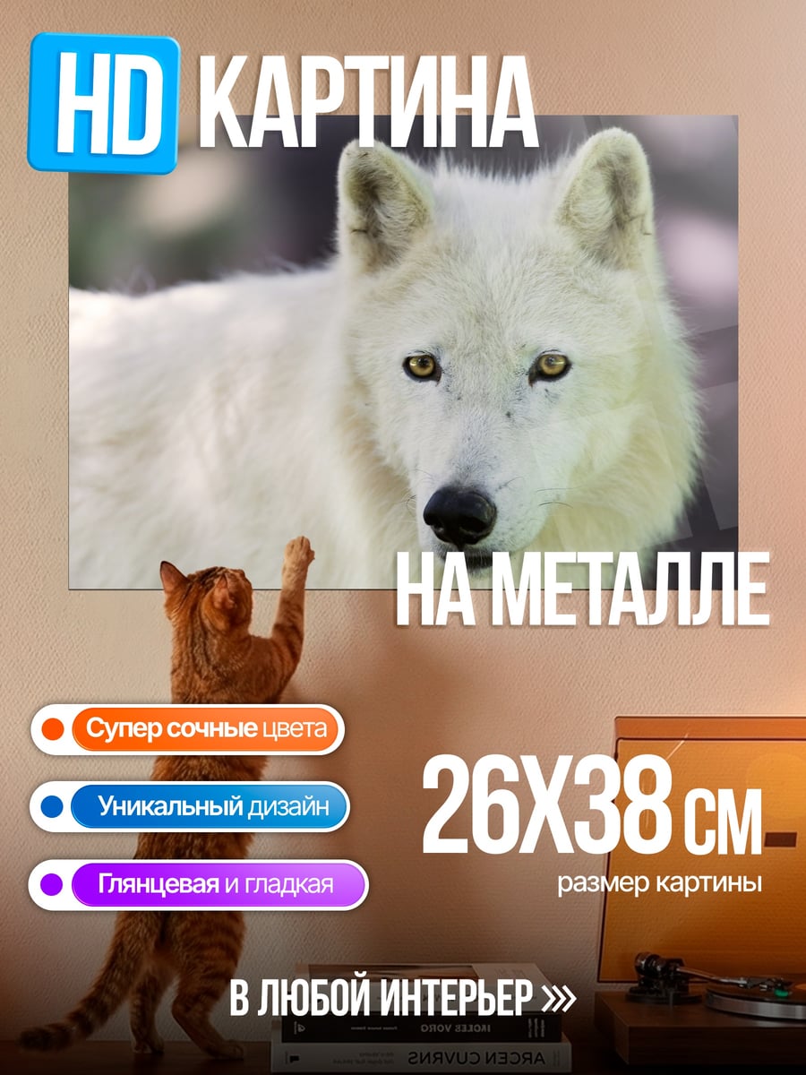 Картина на металле Белый волк смотрит