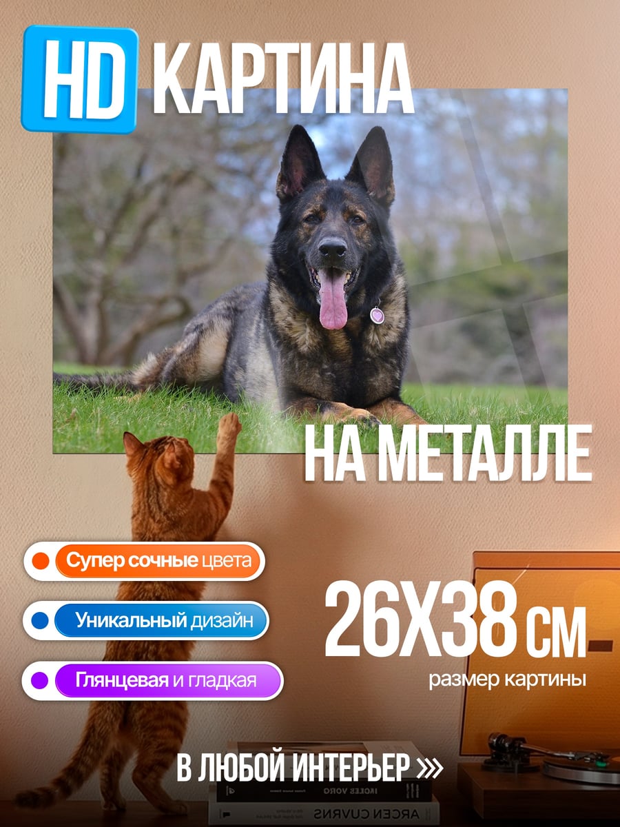 Картина на металле Немецкая овчарка