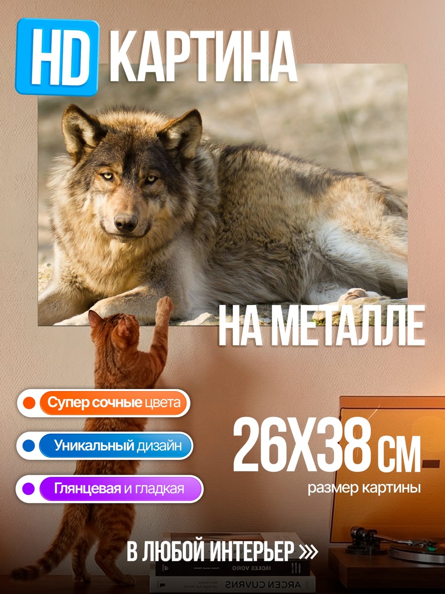Картина на металле Лежащий волк