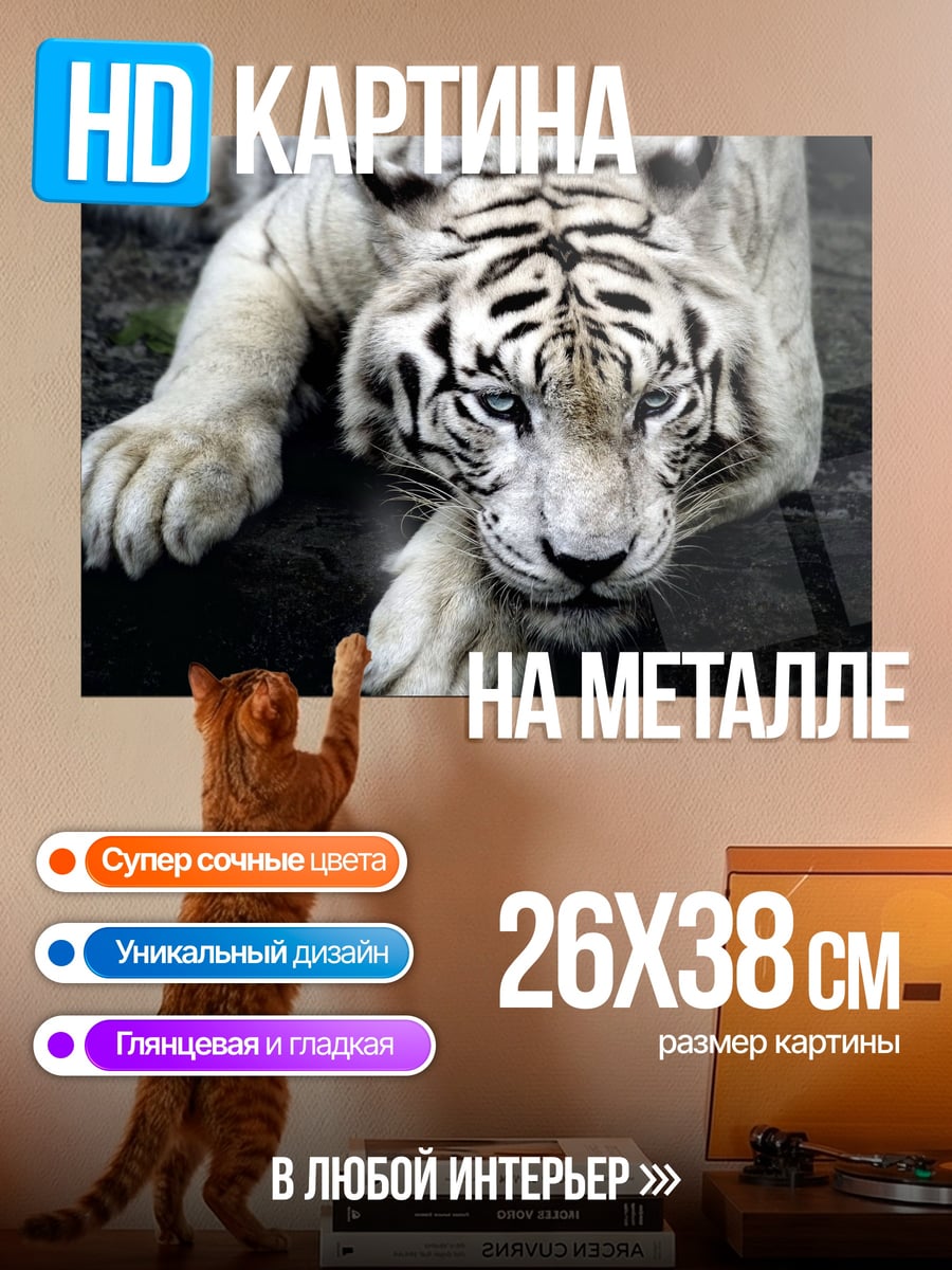Картина на металле Белый тигр лежит