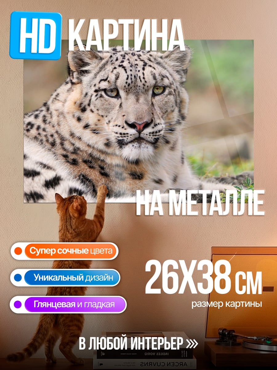 Картина на металле Снежный барс лежит
