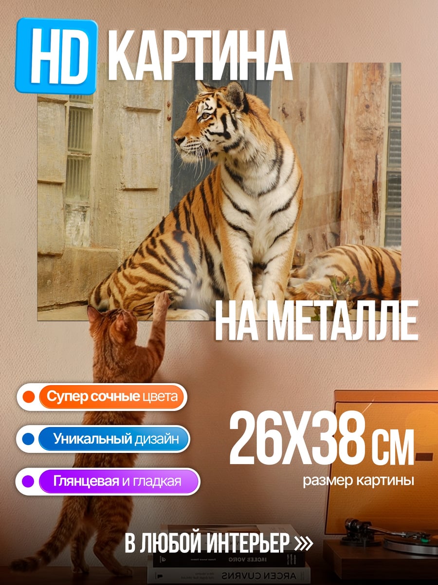 Картина на металле Сидящий тигр зоопарк