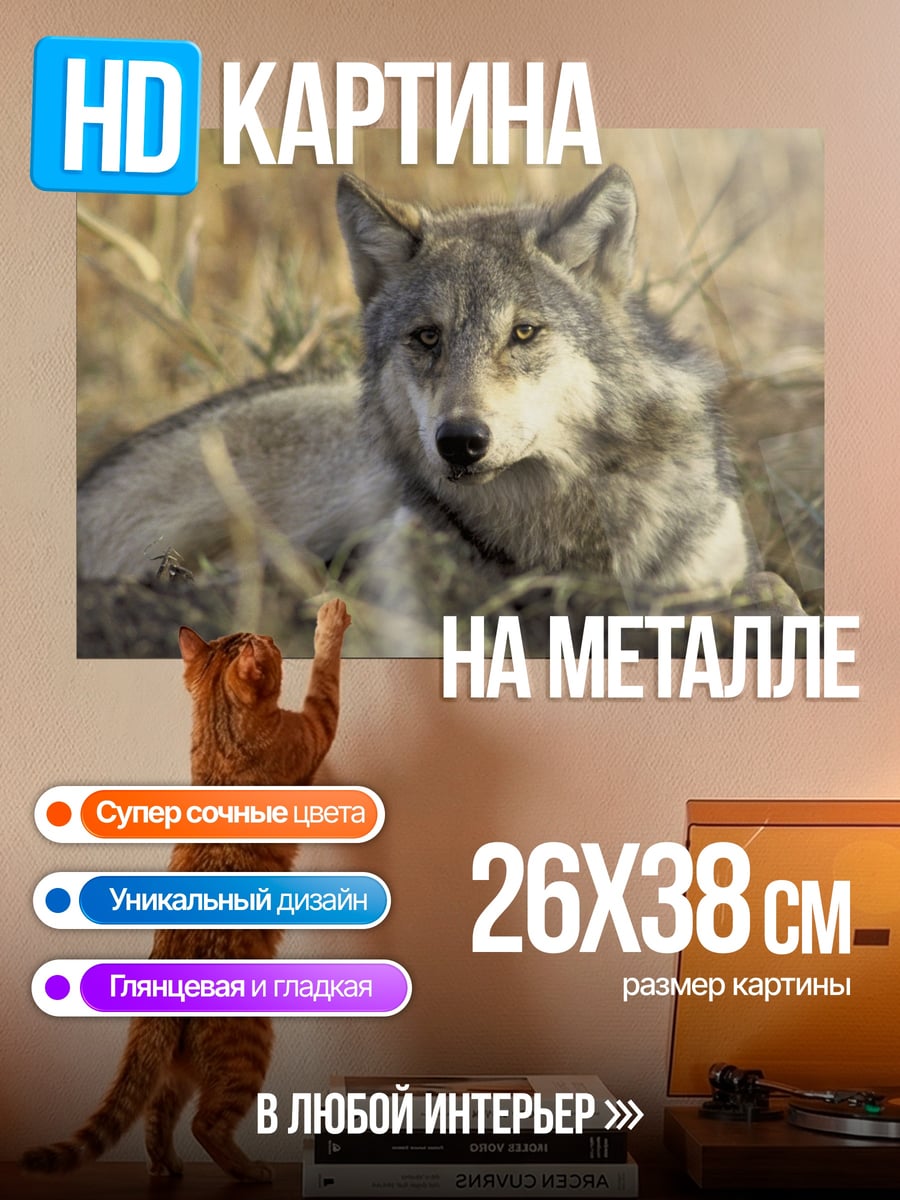 Картина на металле Лежащий волк