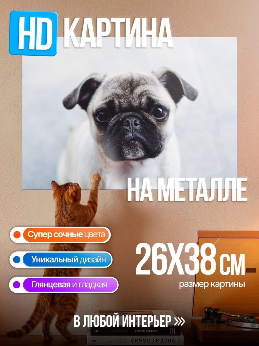 Картина на металле Мопс смотрит вверх