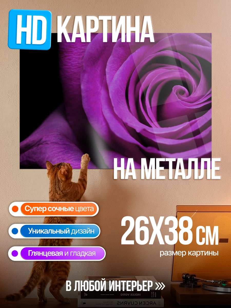Картина на металле Фиолетовая роза крупным планом