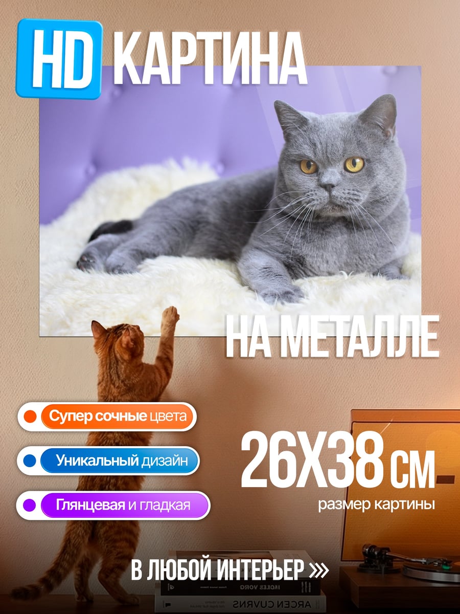Картина на металле серый кот лежит