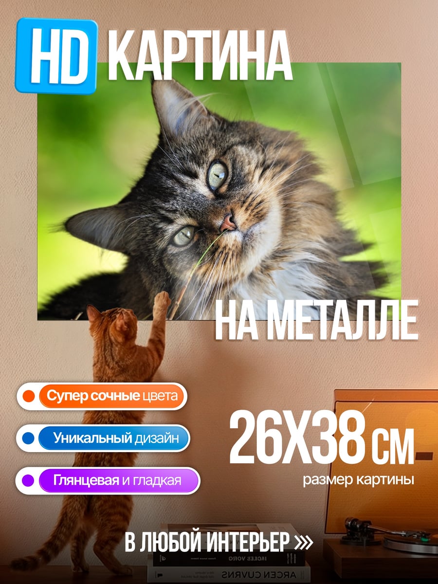 Картина на металле Любопытный кот