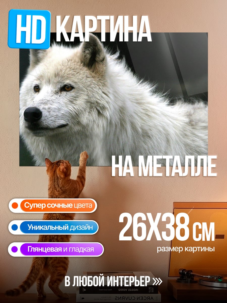 Картина на металле белый волк смотрит